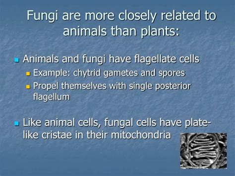 why are fungi similar to animals